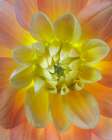 USA, Washington State, Seabeck. Close-up of backlit dahlia flower. Art Print